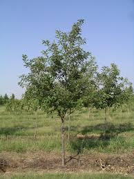 4" - 18'-22' OAK, Chinkapin A sturdy fast growing Oak with large