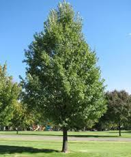 This sturdy growing narrow & pyramidal Oak is adaptable to many