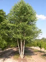 0" $400 BIRCH, River - This tree's bark exfoliates to expose tan, pink or orange colored younger stems. It is resistance to bronze birch borer.