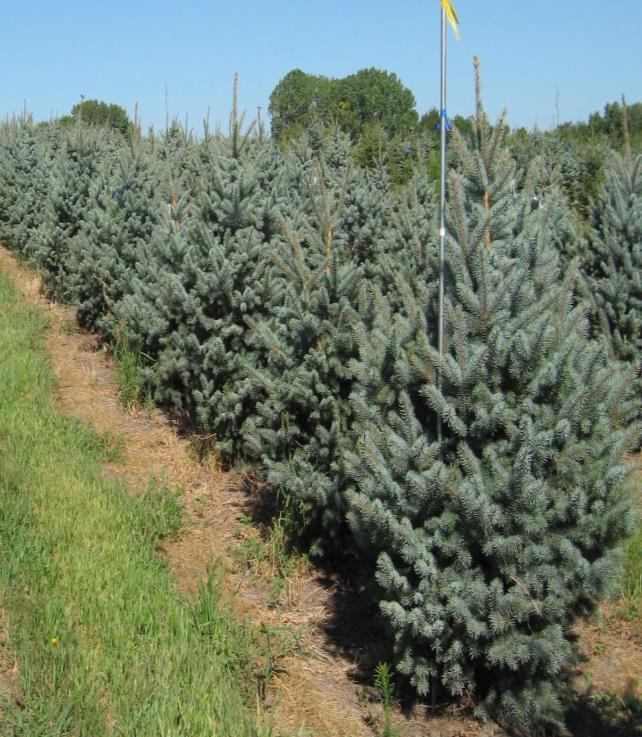 adapts to a wide range of soil types (40'x15') SPRUCE, Fat Albert A truly blue