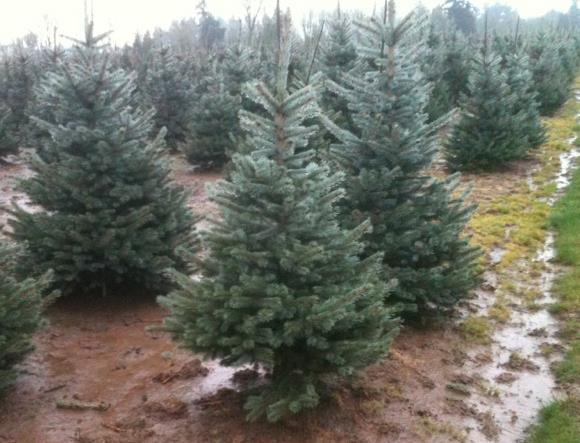 (30'x15') SPRUCE, Baby Blue Eyes A smaller species of Spruce with a wide