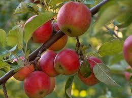 cider A early heavily producing tree (20'x10') APPLE,