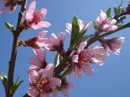 PEACH, Elberta A rounded, upright tree with large yellow with a crimson blush fruit.