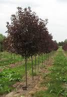 CHERRY, Schubert Select (Canada Red) - New growth bright green turning to dark maroon as the leaves mature. White blossoms in the Spring Very hardy, vigorous grower with straight trunk & uniform head.