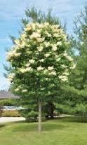 5" $240 HORNBEAM, European Columnar A narrow slow growing tree turning yelloworange (35'x20') Greenspire