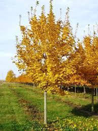 MAPLE, Amur "Flame" This dense & compact in habit tree is grown in single or clump (bush)