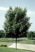 Emerald Lustre Norway - This large Maple has a round oval shape & immature foliage