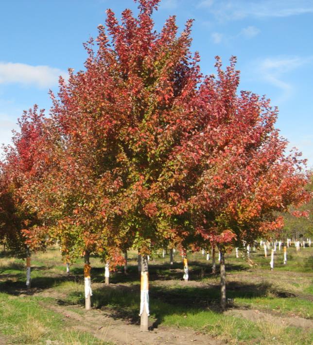 Maple has long lasting Fall color & ranges from a brilliant red to repurple