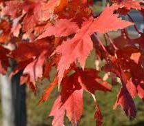 (40'x25') MAPLE, Autumn Blaze This Maple & the Sienna Glen Maple are a cross