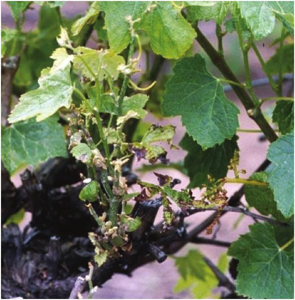 OTHER WOODY PLANTS MAY BE THE SOURCE OF SPORES OF EUTYPA DIEBACK IN A REGION Symptoms and monitoring Affected shoots can be stunted to less than a quarter the length of unaffected ones.