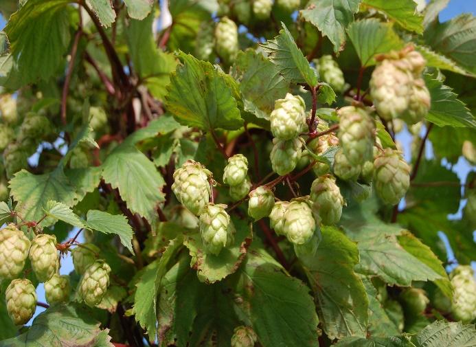Hops Germplasm collection 35 clones Selected clones in a north to south gradient and for differences in content of acids and aroma