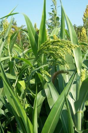 Grain Millet Great for birdseed!