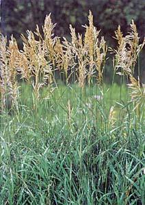GRASSES Dakota s Best Seed offers a variety of tame, native, and lawn seeds for all of your needs. We provide custom bagging and mixing for all your grass needs.