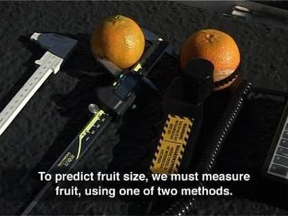 Measure 50 to 150 fruit on representative trees 3. Measure at least 500 fruit per unit (block or cultivar) 4.