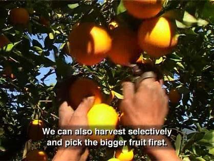 Other Practices There are a few other factors that we can control to produce bigger fruit.