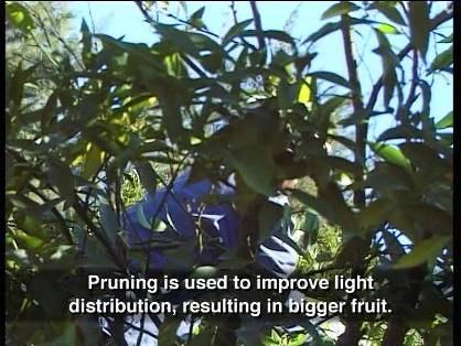 Fruit Thinning Tree fruit load affects fruit size, specifically the number of fruit on a tree. The more fruit there is on a tree, the smaller the fruit will be.