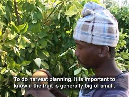 Harvest Planning To do harvest planning, it is important to know if the fruit is generally large or small. It is also important to identify markets for specific fruit.