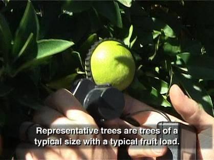 We can measure the of a representative sample of 50 to 150 fruit from two to five representative trees with a typical fruit load.