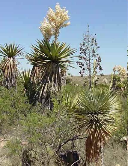 Edible Plants and Wild Resources of the Chihuahuan Desert By