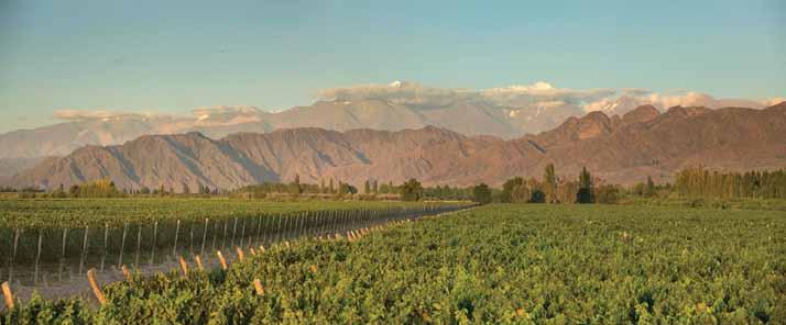o u r t e r r o i r Our wines are made with grapes selected from our own vineyards in the best wine regions of Mendoza, and from Salta, an excellent sector for Torrontés.