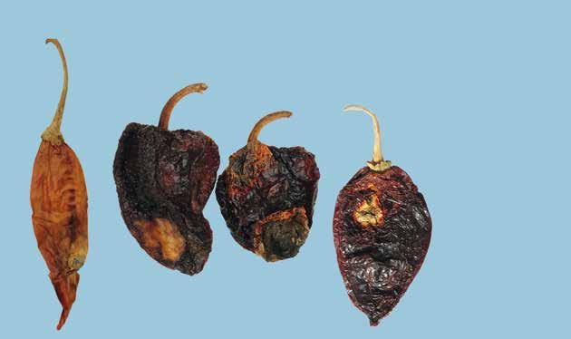 UNECE Explanatory Brochure on the Standard for Whole Dried Chilli Peppers - sound; produce affected by rotting or deterioration such as to make it unfit for consumption is excluded; Interpretation: