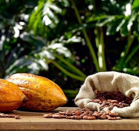 GROWING CONSUMER AT THE HEART OF THE COCOA VALUE CHAIN HARVESTING CHOCOLATE MAKING The quality of cocoa products is primarily determined conditions possible.