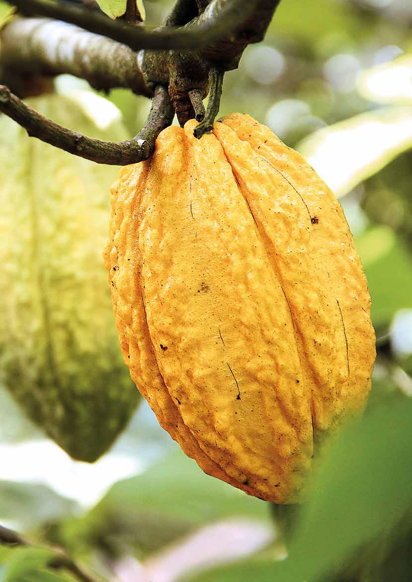 THE COCOA SEASON The timing of the cocoa harvest varies from country to country, depending on the climate and the variety of cocoa; however, most countries have two peak production harvests per year.