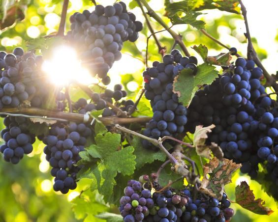 Why is alcohol increasing? Grape maturity enhances rich, ripe fruit flavour, and colour intensity.