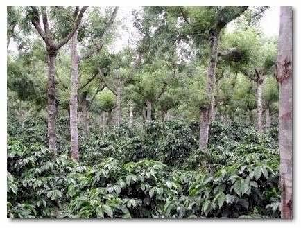 Shade Grown Grown under a canopy of trees The traditional method of growth before the modernization of coffee agriculture Typically