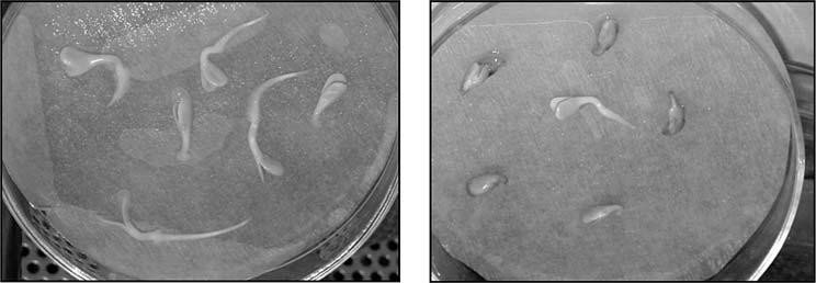 Figure 5. Germination of the seeds sterilized by 5% commercial bleach (left) and 14% commercial bleach (right) Figure 6.