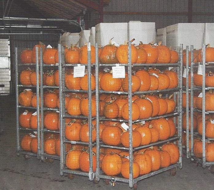 Gyldensteen Has grown onions for many years Have started growing of halloween pumpkins few years ago And is now trying with white garlic