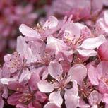 Crabapple Deep pink blooms set the spring stage for dark purple foliage