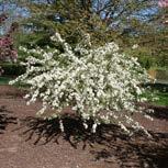 Malus sargentii Sargent Crabapple A natural dwarf with horizontal spreading branches.