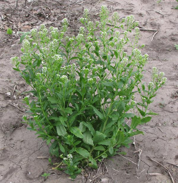 Field pennycress Field pennycress (Thlaspi arvense) is native to Eurasia. The seedling develops as a compact, vegetative rosette.