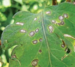 Plant Pathology Tomato Leaf and Fruit Diseases and Disorders Megan Kennelly, Plant Pathologist Several tomato diseases and disorders cause leaf spots and fruit rots.