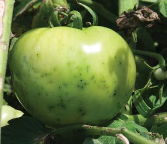 Tomato Leaf and Fruit Diseases and Disorders Bacterial Speck and Spot In average Kansas summers, bacterial speck and bacterial spot of tomato are not common, but they can cause serious damage during
