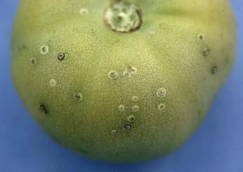 In addition, small circular depressed areas called cankers may form on the stem. The most diagnostic feature of bacterial canker is the formation of fruit spots.