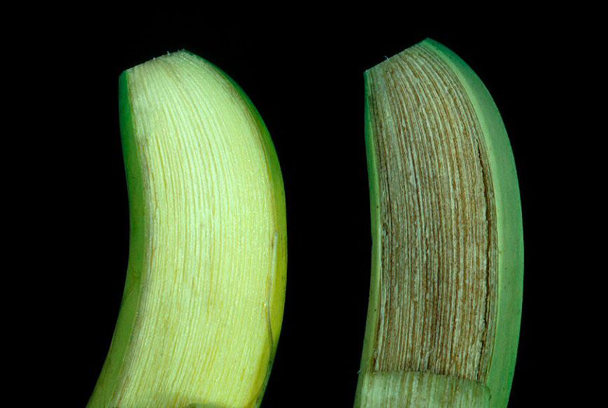 discoloration, Failure to ripen Chilled bananas develop a