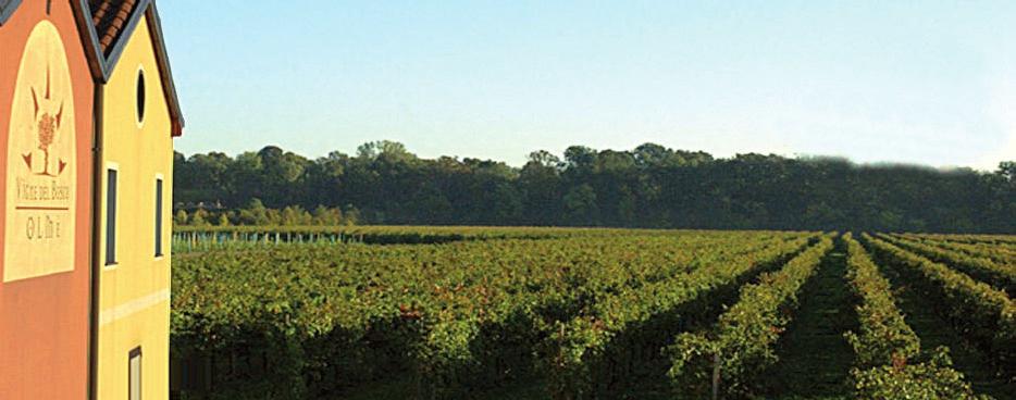 Our vineyards, cultivated with fervour and love for three generations, stretch along this peculiar environment.