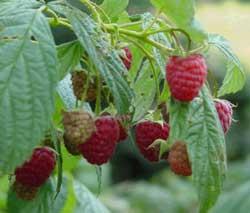 Raspberries Fall bearing Heritage - firm flesh, good flavor, excellent quality, very good fall bearing berry Fall Gold - Medium berry, sweet fruit, amber color