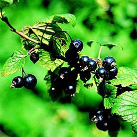 Currants Easy to grow