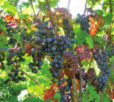 Why Grape Certification?