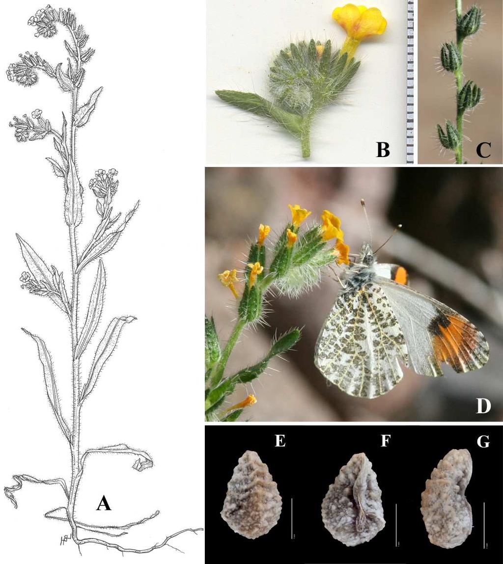 Felger et al.: Southwestern Arizona Flora, Berberidaceae, Bignoniaceae, and Boraginaceae 12 Figure 6. Amsinckia intermedia. (A) By Lucretia Breazeale Hamilton.