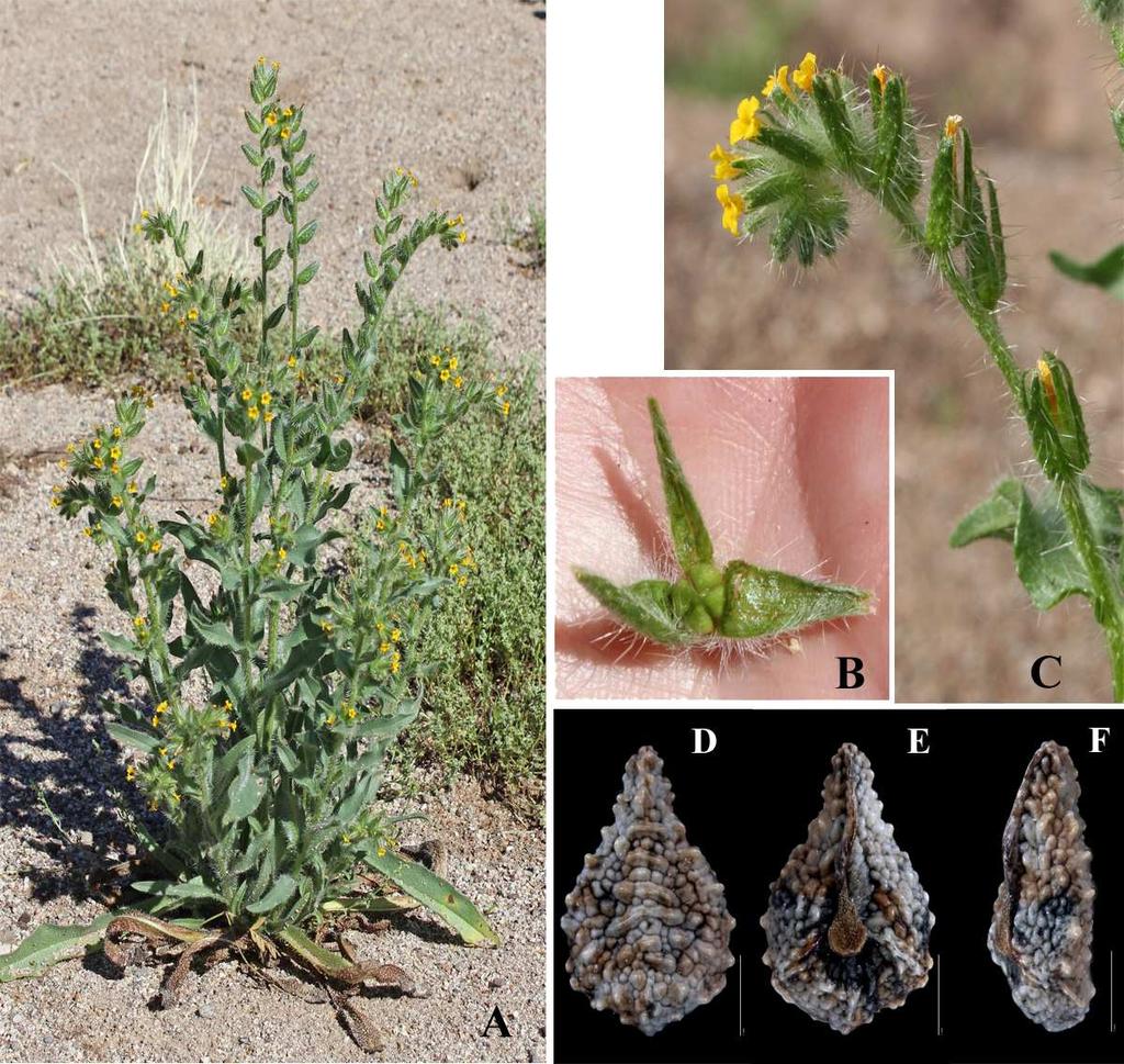 Felger et al.: Southwestern Arizona Flora, Berberidaceae, Bignoniaceae, and Boraginaceae 13 Figure 7. Amsinckia tessellata var. tessellata. (A) Kuakatch Wash near Hwy 85, 3 Mar 2014.