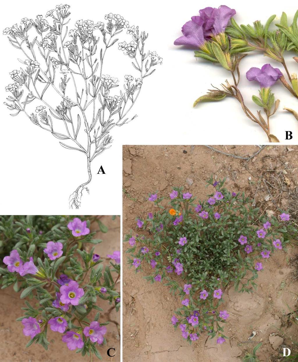 Felger et al.: Southwestern Arizona Flora, Berberidaceae, Bignoniaceae, and Boraginaceae 35 area), potentially appearing racemose in age.