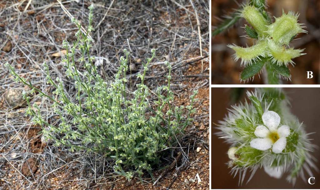 Felger et al.: Southwestern Arizona Flora, Berberidaceae, Bignoniaceae, and Boraginaceae 37 Figure 24. Pectocarya heterocarpa. CD Trail near Engineer Canyon, Burro Mts, Grant Co.