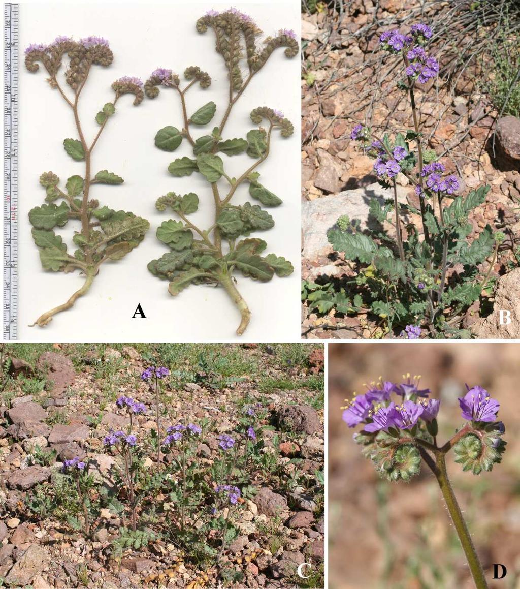 Felger et al.: Southwestern Arizona Flora, Berberidaceae, Bignoniaceae, and Boraginaceae 45 (7) 8 9.5 mm long, pale violet to blue, the lobes spreading.