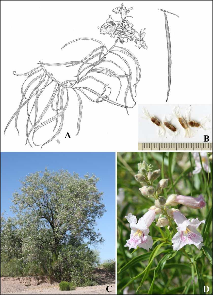 Felger et al.: Southwestern Arizona Flora, Berberidaceae, Bignoniaceae, and Boraginaceae 7 Figure 4. Chilopsis linearis subsp. arcuata. (A) By Lucretia Breazeale Hamilton.