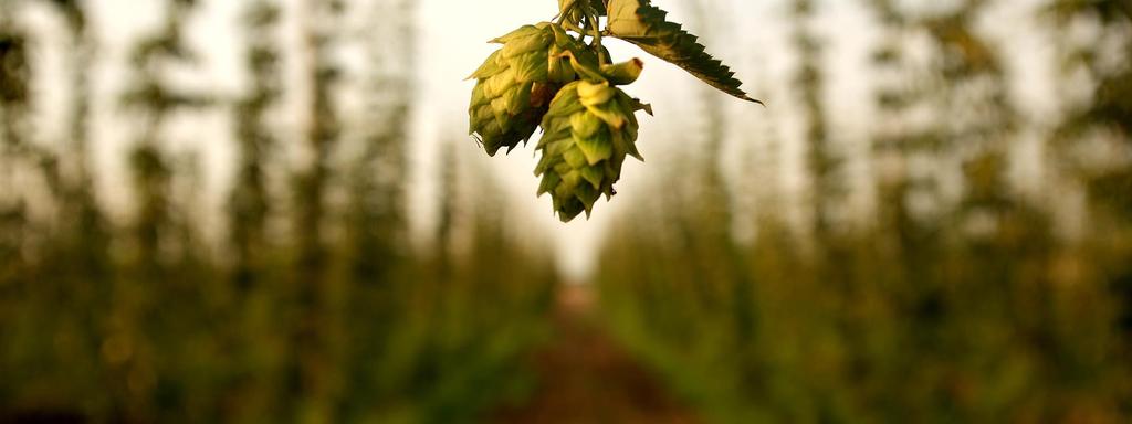 THE BREWING VALUE OF HOPS HOP & BREW