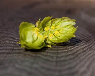 BREWING VALUE OF HOPS Chemical composition of hops (dried hop cones) Components Amount % (w/w) α-acids 2 19 β-acids 2 10 Essential oil 05 30 (%v/w)